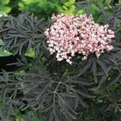 Sambucus Black Lace®