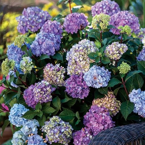 Endless Summer® BloomStruck® Hydrangea 3 Endless Summer® BloomStruck® Hydrangea