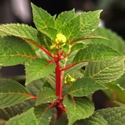 Endless Summer® BloomStruck® Hydrangea 9 Endless Summer® BloomStruck® Hydrangea -Botanical Bliss 37225 2