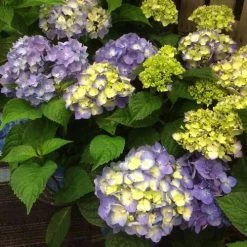 Endless Summer® BloomStruck® Hydrangea 10 Endless Summer® BloomStruck® Hydrangea -Botanical Bliss 37225 3