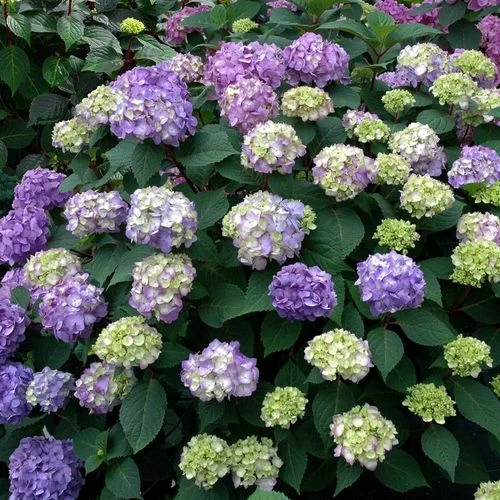 Endless Summer® BloomStruck® Hydrangea 7 Endless Summer® BloomStruck® Hydrangea - Image 5