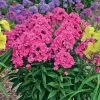 Phlox 'Glamour Girl' -Botanical Bliss 37233