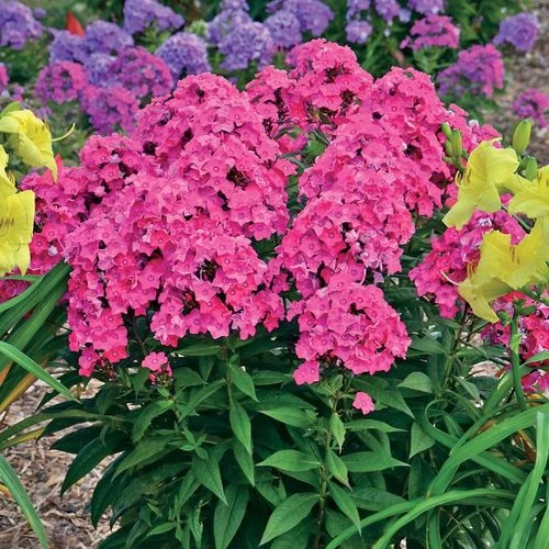 Phlox 'Glamour Girl' 3 Phlox 'Glamour Girl'