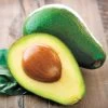 Persea Avocado 'Wurtz' -Botanical Bliss 37277
