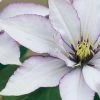 Clematis Samaritan Jo ™ Boulevard® -Botanical Bliss 37439
