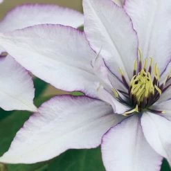 Clematis Samaritan Jo ™ Boulevard®