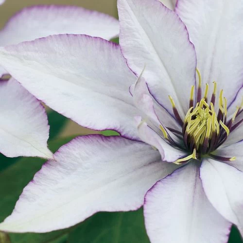 Clematis Samaritan Jo ™ Boulevard® 3 Clematis Samaritan Jo ™ Boulevard®