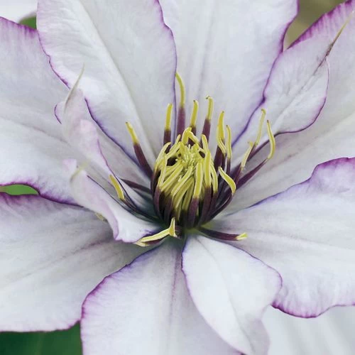 Clematis Samaritan Jo ™ Boulevard® 4 Clematis Samaritan Jo ™ Boulevard® - Image 2