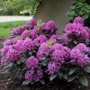 Rhododendron Dandy Man® Purple -Botanical Bliss 37561