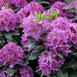 Rhododendron Dandy Man® Purple 7 Rhododendron Dandy Man® Purple -Botanical Bliss 37561 1