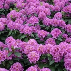 Rhododendron Dandy Man® Purple 8 Rhododendron Dandy Man® Purple -Botanical Bliss 37561 2