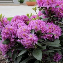 Rhododendron Dandy Man® Purple 9 Rhododendron Dandy Man® Purple -Botanical Bliss 37561 3