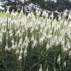 Veronica Magic Show® 'White Wands'