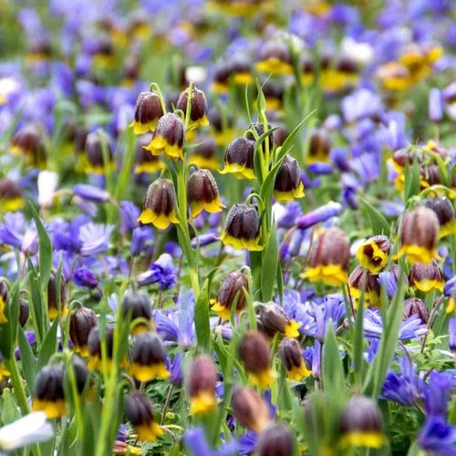 Fritillaria Anemone Fairy Tale Blend Bulbs 4 Fritillaria Anemone Fairy Tale Blend Bulbs - Image 2