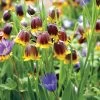 Fritillaria Anemone Fairy Tale Blend Bulbs -Botanical Bliss 37805 pk 10