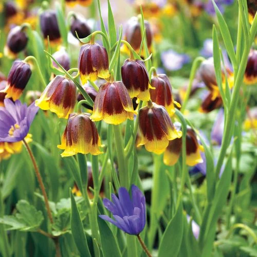 Fritillaria Anemone Fairy Tale Blend Bulbs 3 Fritillaria Anemone Fairy Tale Blend Bulbs