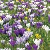 Delft Blue Blend Crocus Bulbs -Botanical Bliss 37808 pk 10
