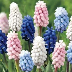 'Color Festival' Grape Hyacinth Mix Bulbs