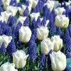 Tulip Grape Hyacinth Bulb Mix -Botanical Bliss 37820 PK 10