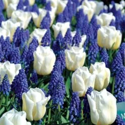 Tulip Grape Hyacinth Bulb Mix