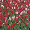 Perennial Delight Mix Tulip Bulbs -Botanical Bliss 37827 pk 10