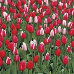 Perennial Delight Mix Tulip Bulbs