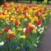 Sunbeam Mix Tulip And Daffodil Bulbs