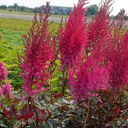 Astilbe Mighty® 'Chocolate Cherry' 3 Astilbe Mighty® 'Chocolate Cherry'