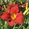 Ruby Stella Daylily 1 Ruby Stella Daylily -Botanical Bliss 37985