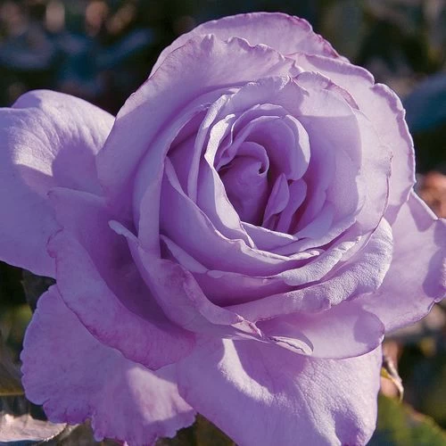 Blue Girl® Hybrid Tea Rose 3 Blue Girl® Hybrid Tea Rose