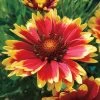 Sunset Cutie Blanket Flower -Botanical Bliss 38162