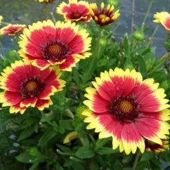 Sunset Cutie Blanket Flower -Botanical Bliss 38162 2