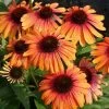Echinacea Butterfly™ Rainbow Marcella Coneflower