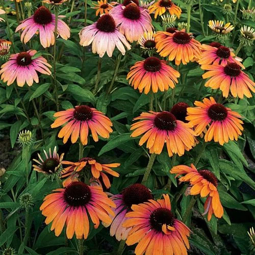 Echinacea Butterfly™ Rainbow Marcella Coneflower 4 Echinacea Butterfly™ Rainbow Marcella Coneflower - Image 2