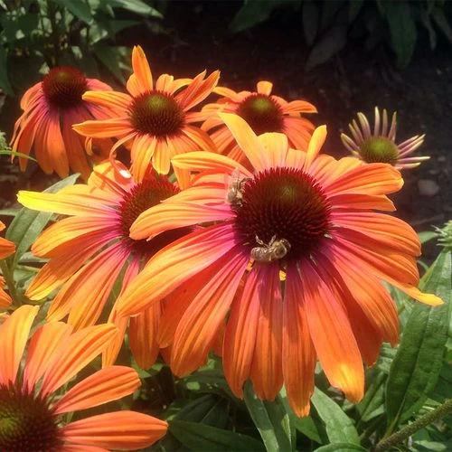 Echinacea Butterfly™ Rainbow Marcella Coneflower 5 Echinacea Butterfly™ Rainbow Marcella Coneflower - Image 3