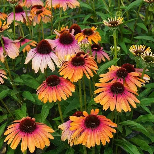 Echinacea Butterfly™ Rainbow Marcella Coneflower 6 Echinacea Butterfly™ Rainbow Marcella Coneflower - Image 4