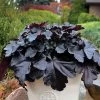 Primo™ Black Pearl Coral Bells -Botanical Bliss 38197