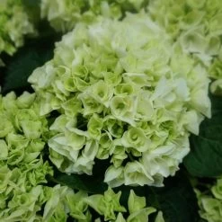 Hydrangea Everlasting® Bride Bigleaf Hydrangea -Botanical Bliss 38292 2