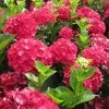 Hydrangea Magical® Ruby Red -Botanical Bliss 38301