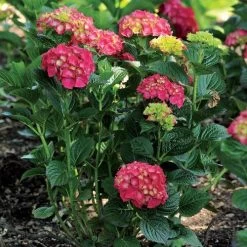 Hydrangea Magical® Ruby Red -Botanical Bliss 38301 2