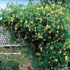 Clematis Tangutica -Botanical Bliss 38307 2