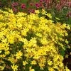 Coreopsis 'Citrine' 2 Coreopsis 'Citrine' -Botanical Bliss 38308