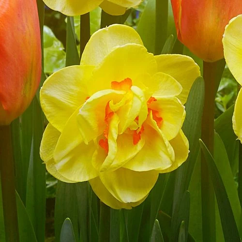 'Island King' Blend Tulip And Daffodil Bulbs 4 'Island King' Blend Tulip And Daffodil Bulbs - Image 2