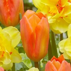 'Island King' Blend Tulip And Daffodil Bulbs 7 'Island King' Blend Tulip And Daffodil Bulbs -Botanical Bliss 38369 PK 10 2