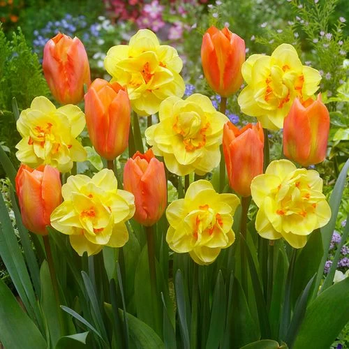 'Island King' Blend Tulip And Daffodil Bulbs 3 'Island King' Blend Tulip And Daffodil Bulbs