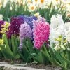 Border Mix Hyacinth Bulbs -Botanical Bliss 38372 PK 10