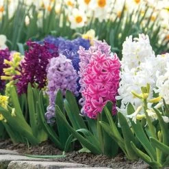 Border Mix Hyacinth Bulbs