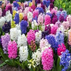 Border Mix Hyacinth Bulbs -Botanical Bliss 38372 PK 10 2