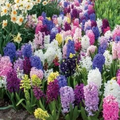 Border Mix Hyacinth Bulbs -Botanical Bliss 38372 PK 10 4