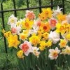 All Spring Mix Daffodil Bulbs -Botanical Bliss 38373 pk 10